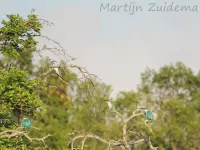 Witkraagijsvogel [Todiramphus chloris]